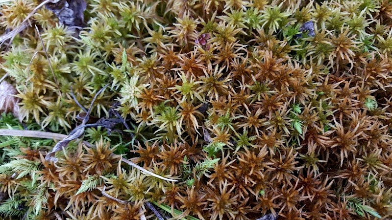 Sphagnum teres - © Barry Stewart