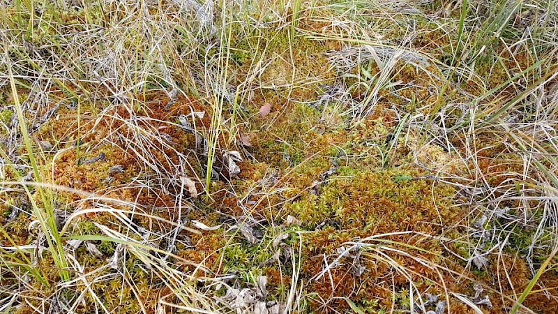 Sphagnum teres - © Barry Stewart