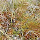 Sphagnum teres