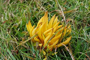 Clavulinopsis fusiformis Golden Spindles