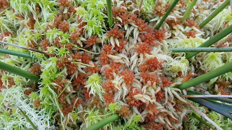 Sphagnum palustre - © Barry Stewart