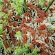 Sphagnum palustre