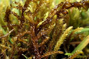 Hamatocaulis vernicosus Varnished Hook-moss