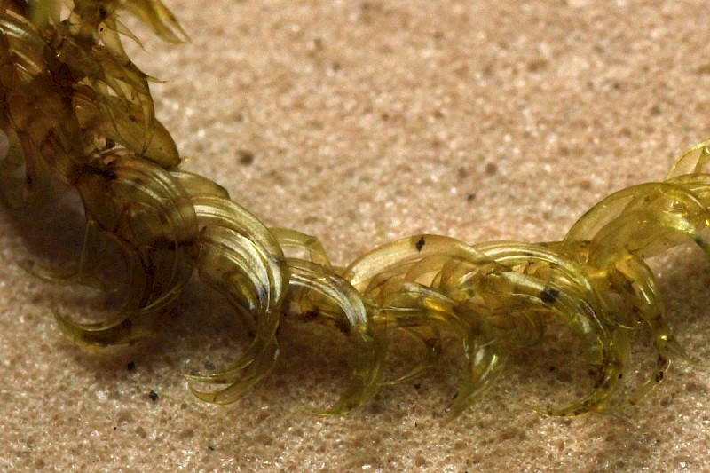 Hamatocaulis vernicosus - © Barry Stewart