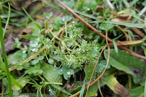 Scleranthus annuus Annual Knawel