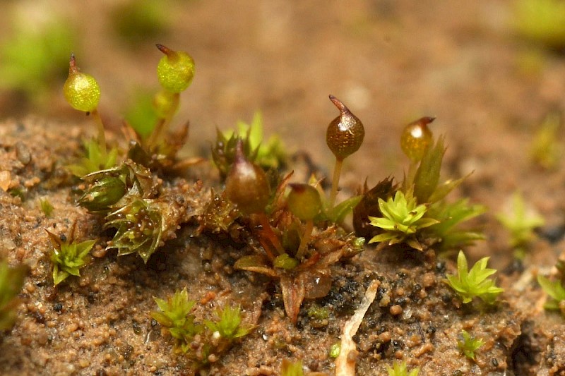 Microbryum rectum - © Barry Stewart