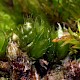 Bryum kunzei