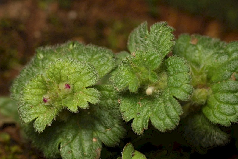 Lamium amplexicaule - © Barry Stewart