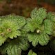 Lamium amplexicaule