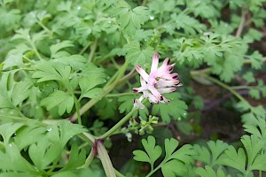 Papaveraceae (Fumariaceae)