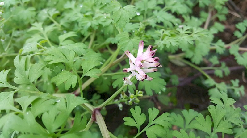 Fumaria muralis subsp. boraei - © Barry Stewart