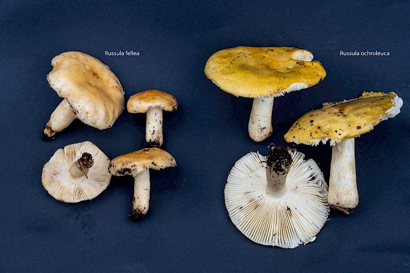 Russula ochroleuca - © Charles Hipkin