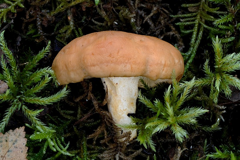 Hydnum rufescens - © Charles Hipkin