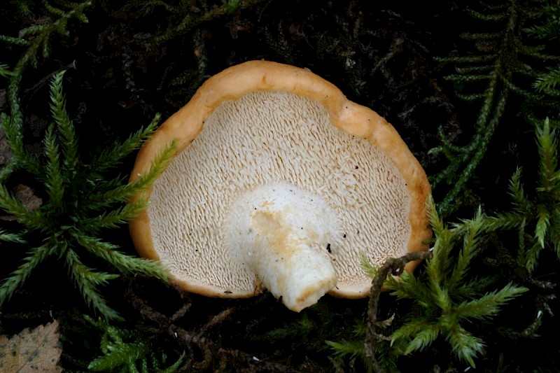 Hydnum rufescens - © Charles Hipkin