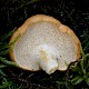 Hydnum rufescens