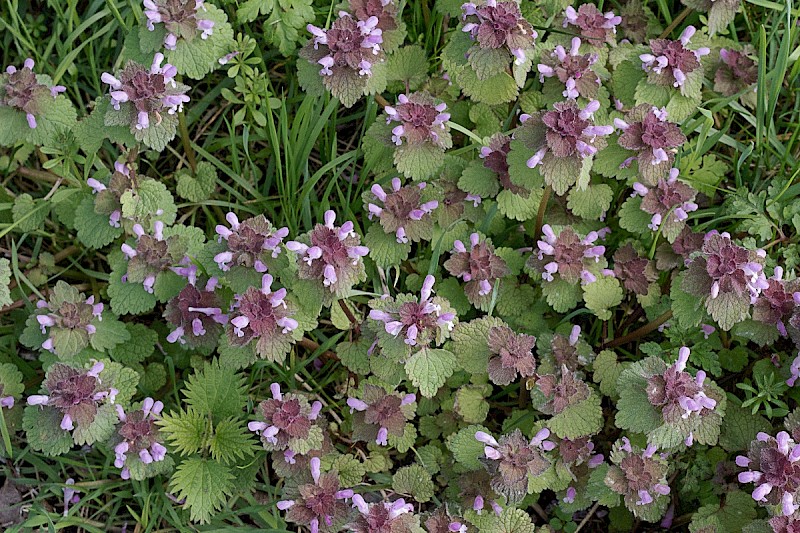 Lamium purpureum - © Charles Hipkin