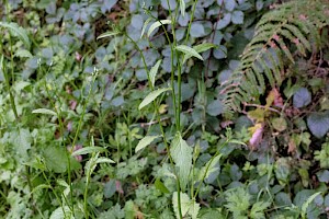 Lapsana communis Nipplewort