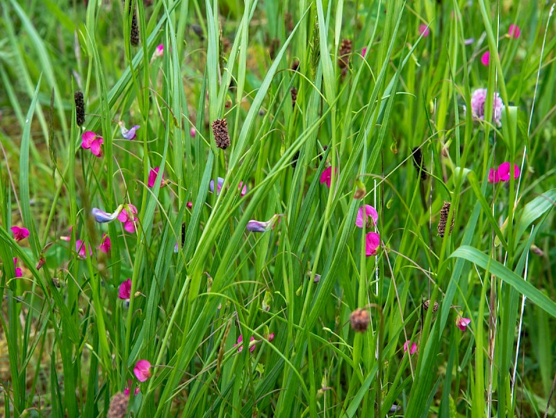 Lathyrus nissolia - © Charles Hipkin