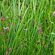 Lathyrus nissolia