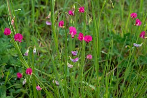 Lathyrus nissolia Grass Vetchling