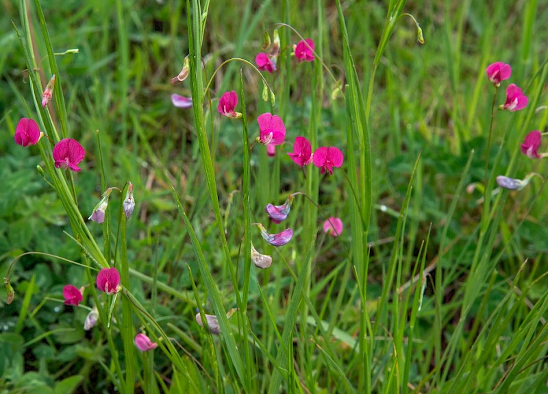 Lathyrus nissolia - © Charles Hipkin