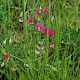 Lathyrus nissolia