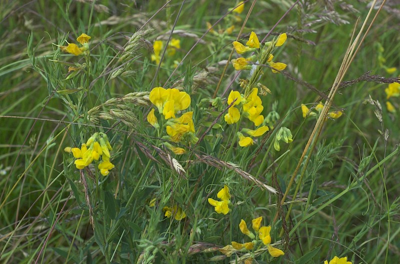 Lathyrus pratensis - © Charles Hipkin