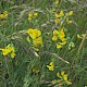 Lathyrus pratensis