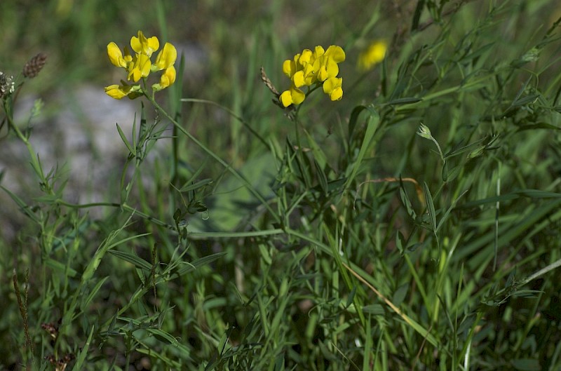 Lathyrus pratensis - © Charles Hipkin