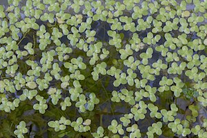 Lemna minor Common Duckweed