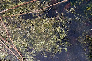 Lemna trisulca Ivy-leaved Duckweed