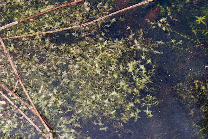 Lemna trisulca - © Charles Hipkin