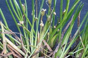 Littorella uniflora Shoreweed