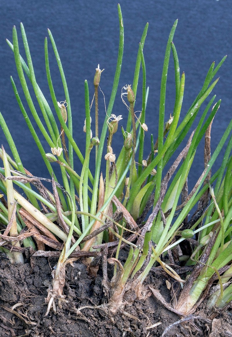 Littorella uniflora - © Charles Hipkin