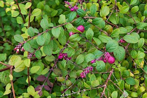 Lonicera pileata Box-leaved Honeysuckle