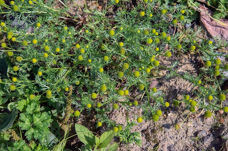 Matricaria discoidea - © Charles Hipkin