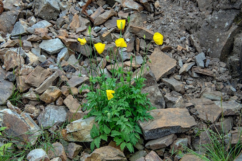 Meconopsis cambrica - © Charles Hipkin