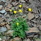 Meconopsis cambrica