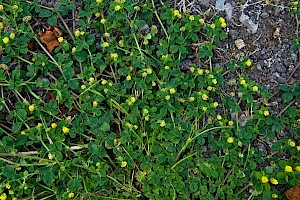 Medicago lupulina Black Medick