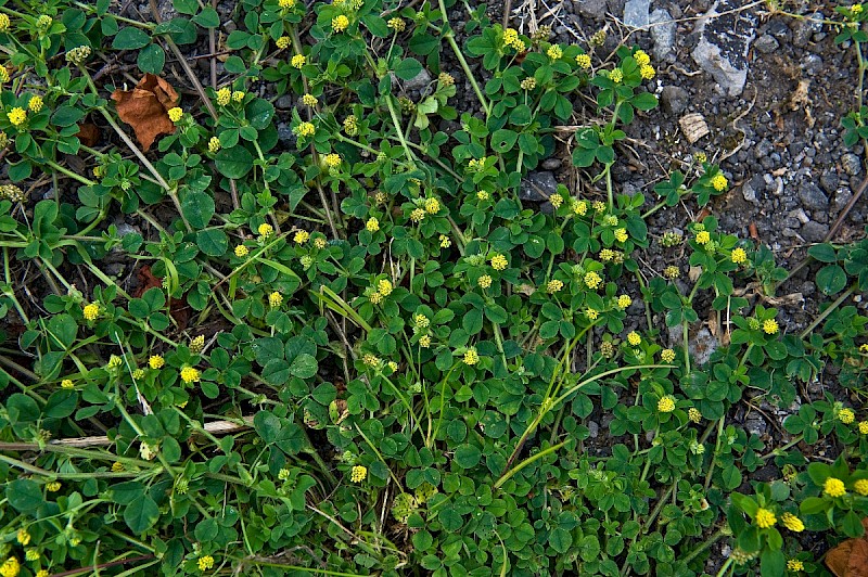 Medicago lupulina - © Charles Hipkin