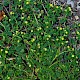 Medicago lupulina