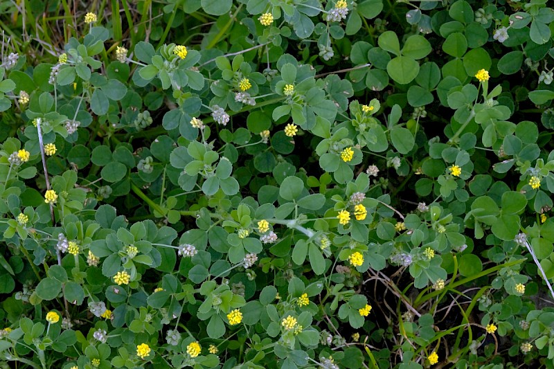 Medicago lupulina - © Charles Hipkin