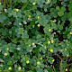 Medicago lupulina