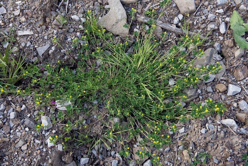 Medicago lupulina - © Charles Hipkin