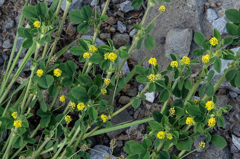 Medicago lupulina - © Charles Hipkin