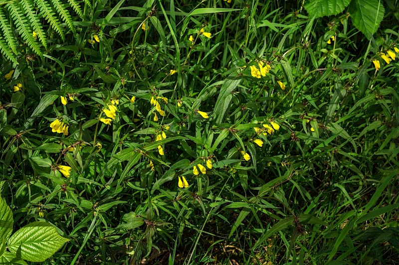 Melampyrum pratense - © Charles Hipkin