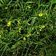 Melampyrum pratense