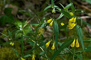 Melampyrum pratense Common Cow-wheat