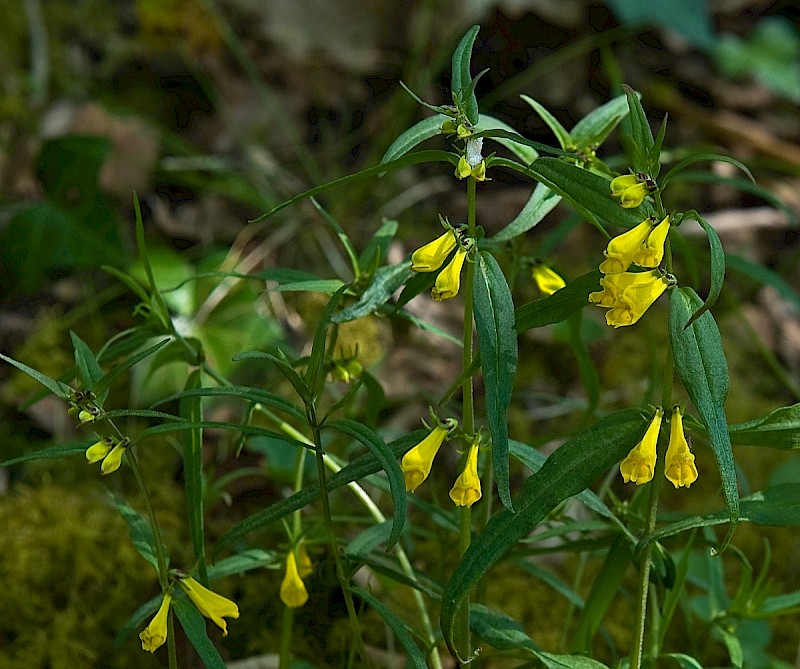 Melampyrum pratense - © Charles Hipkin