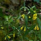 Melampyrum pratense